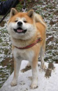 josi.jpg
